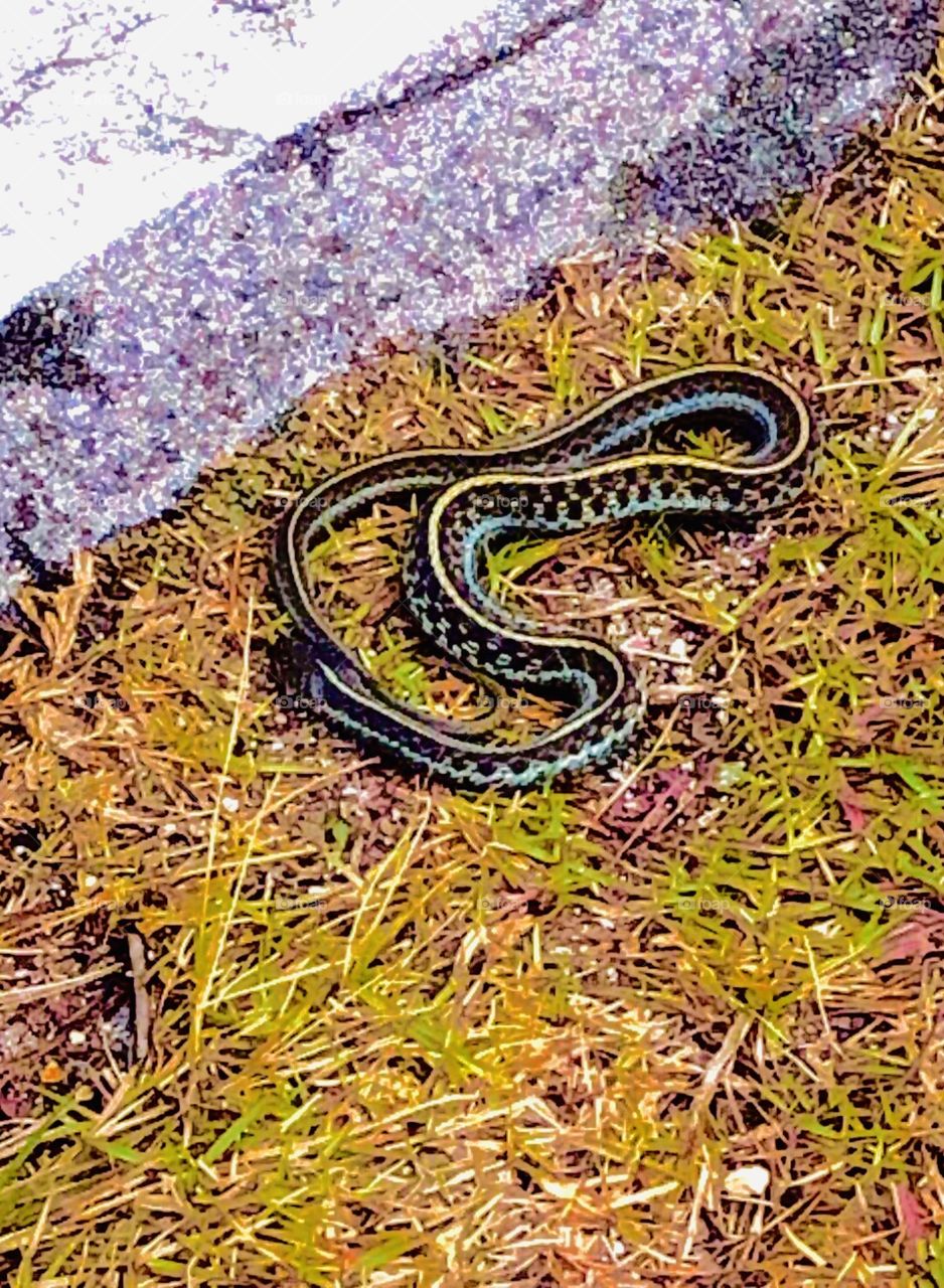 Beautiful and rare blue garter snake of Florida, caught while walking a lone road.