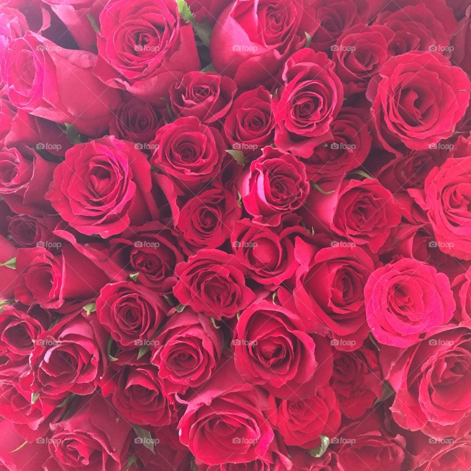 Rose, Floral, Romantic, Romance, Bouquet