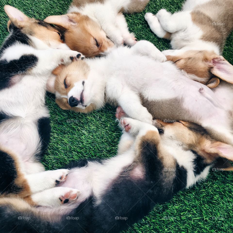 Baby Animals : Lovely puppies sleeping 
