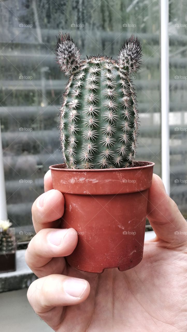 Hand holding cactus