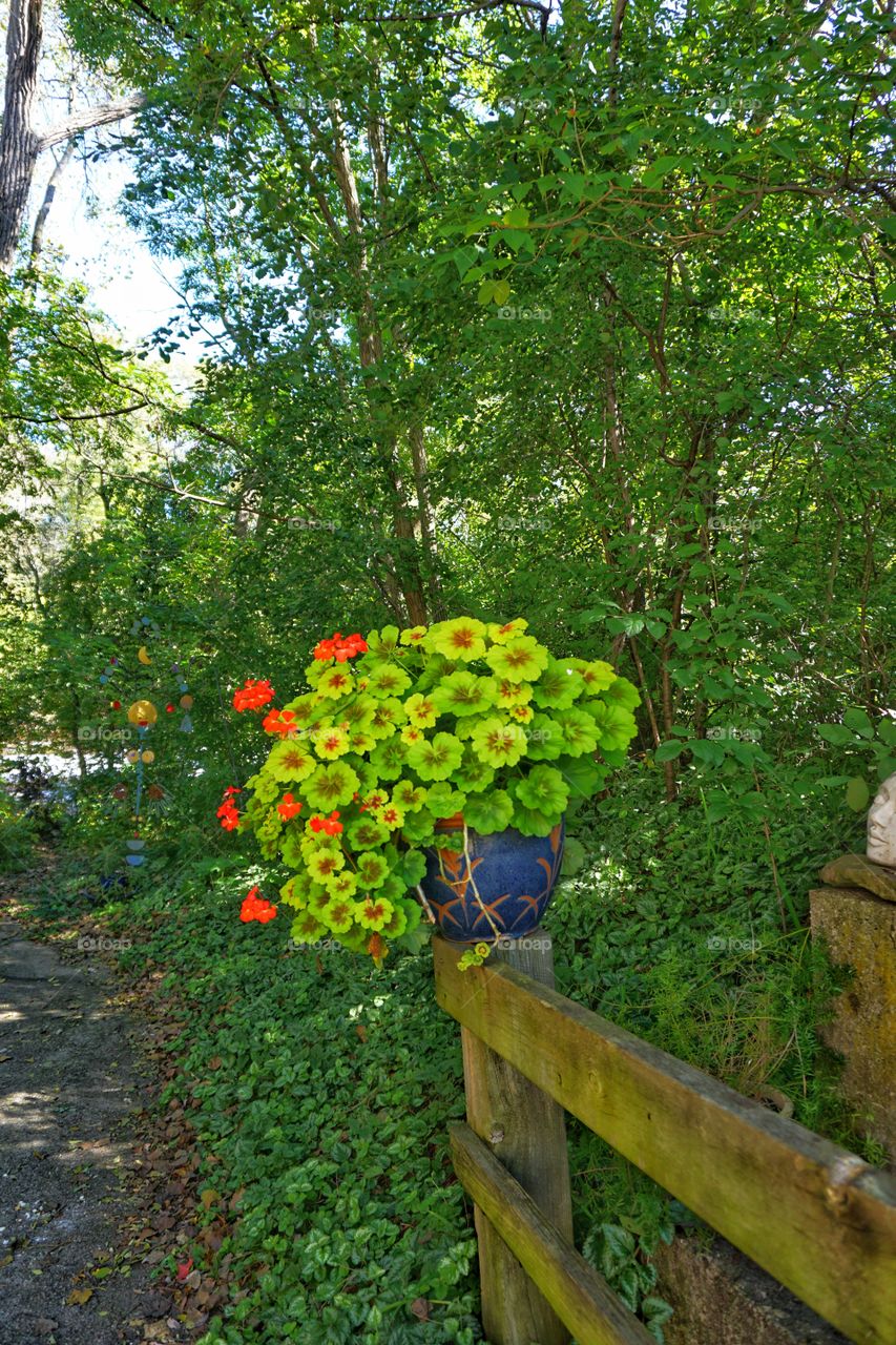 Geraniums