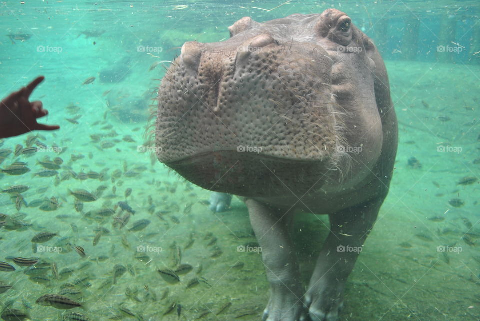 A cute hippopotamus at Bush Gardens, Fl