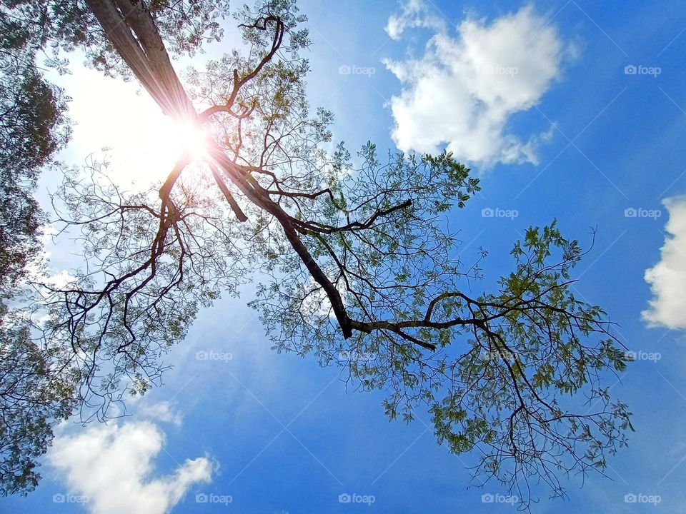 Tree under the blue sky