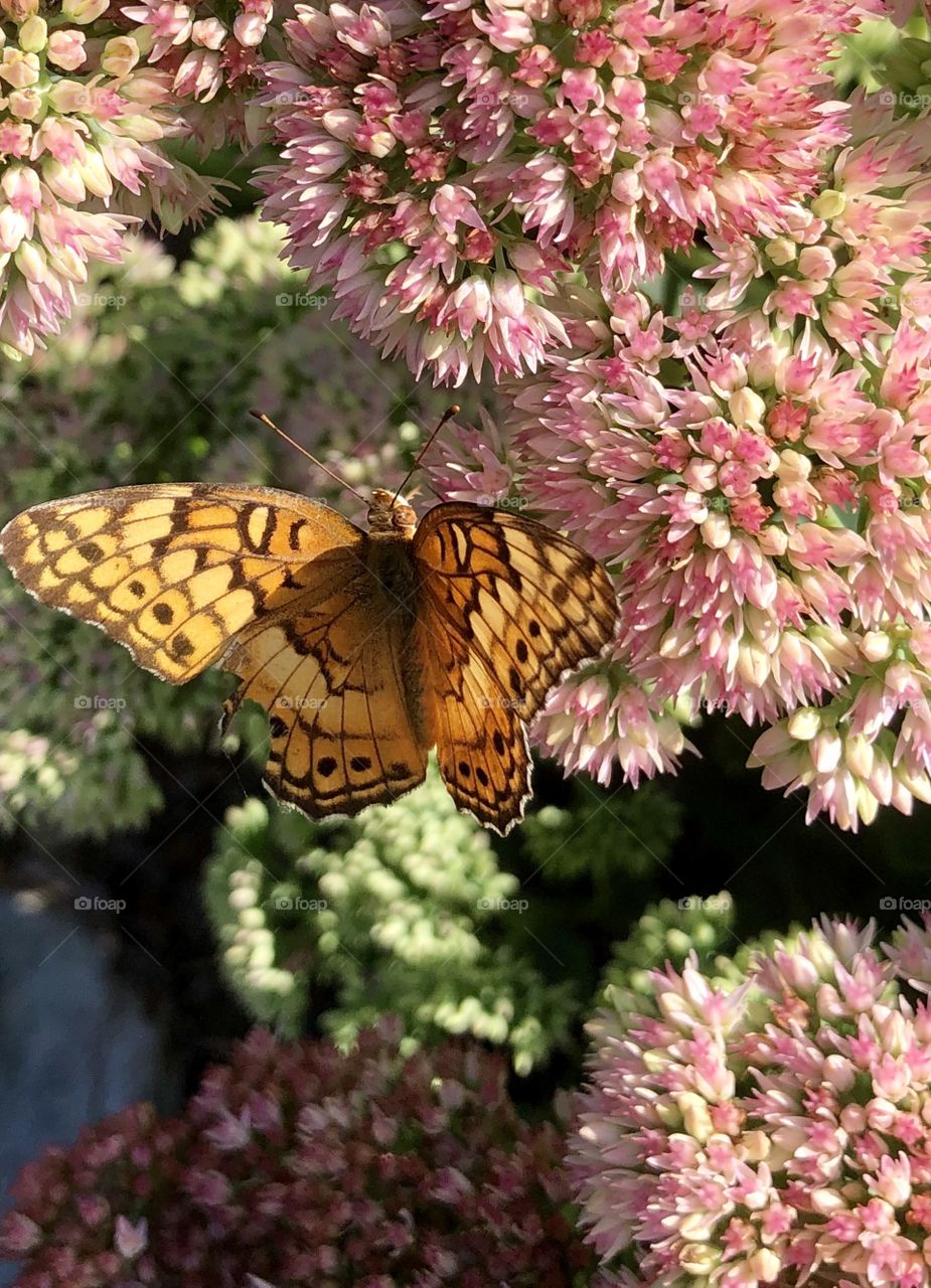 Butterfly closeup and sedum flower bush  
