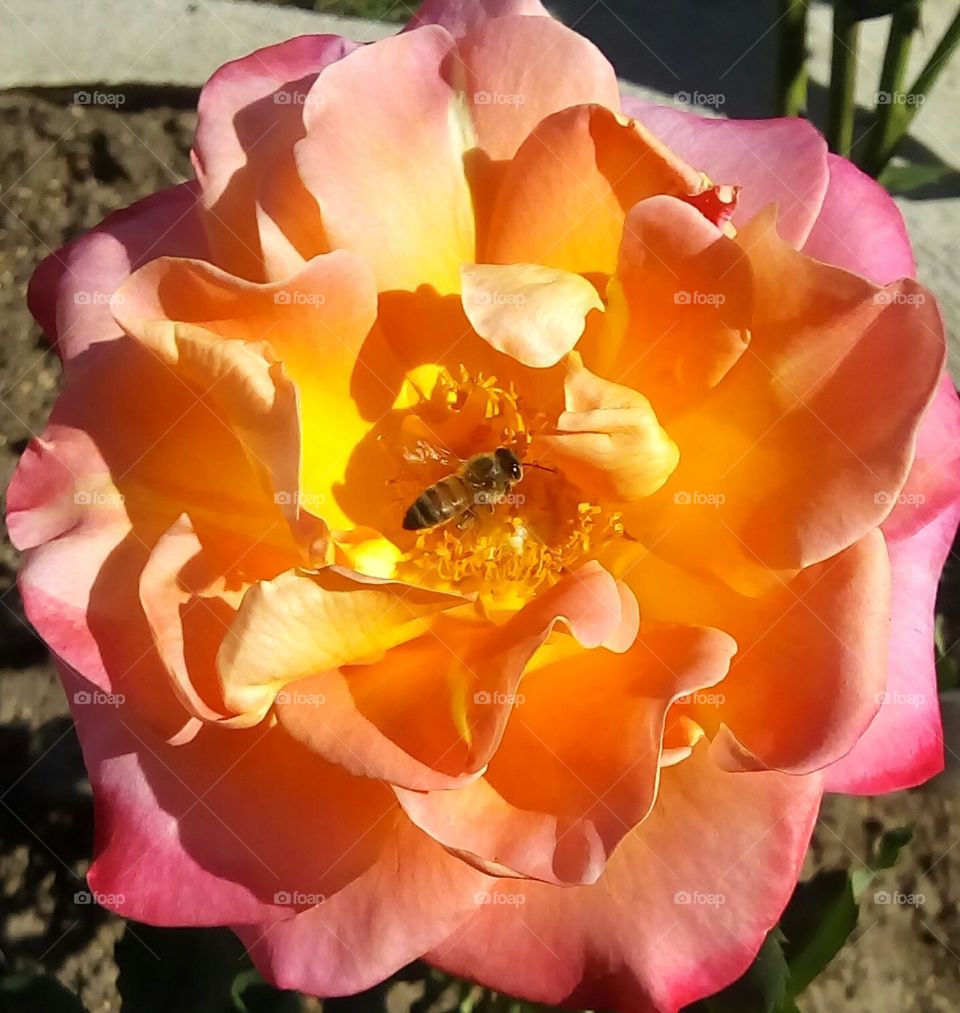 Rose bee