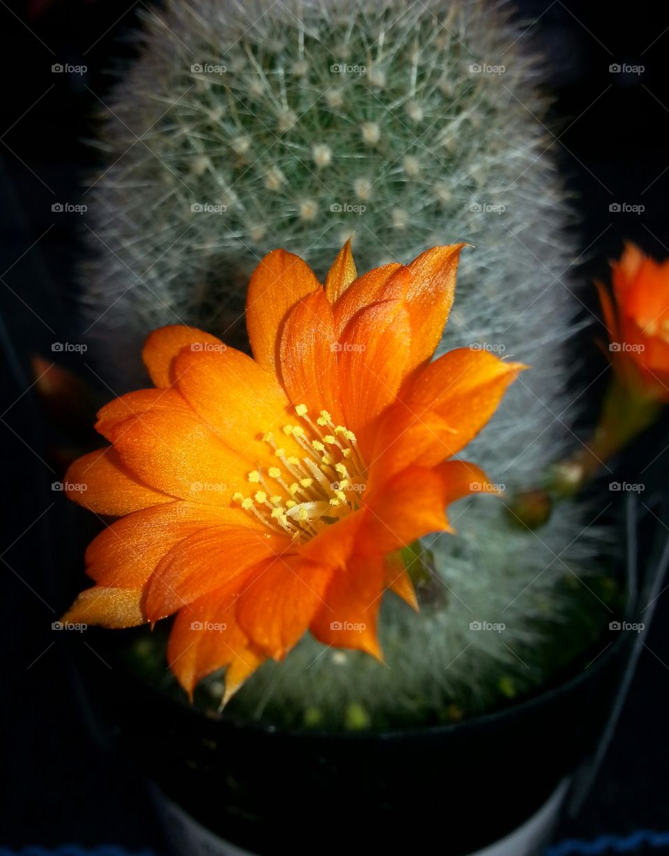 Flower blooming on cactus plant