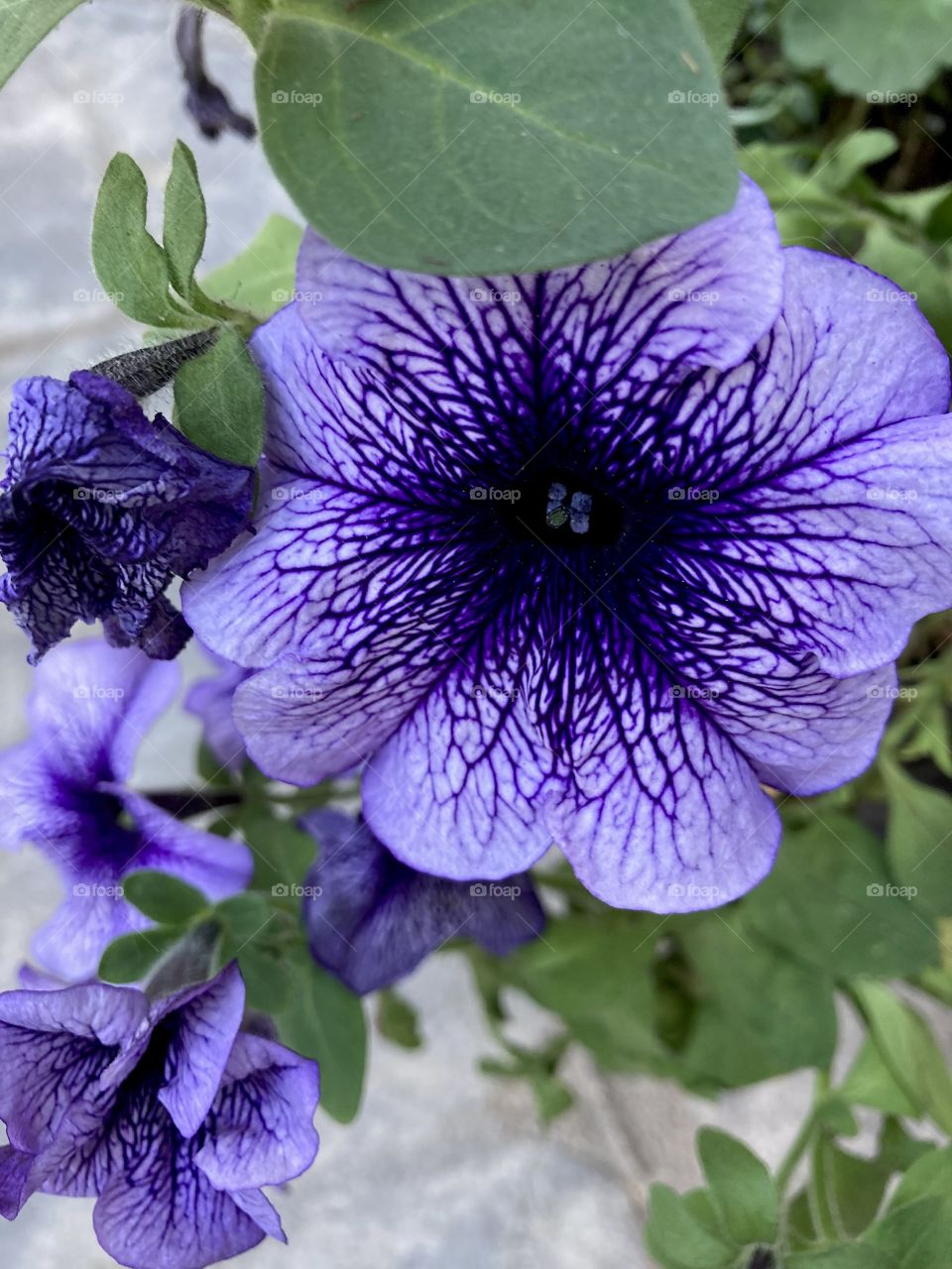 Purple petunias in fall garden 