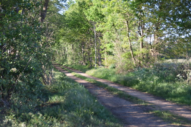 Landweg im grünen