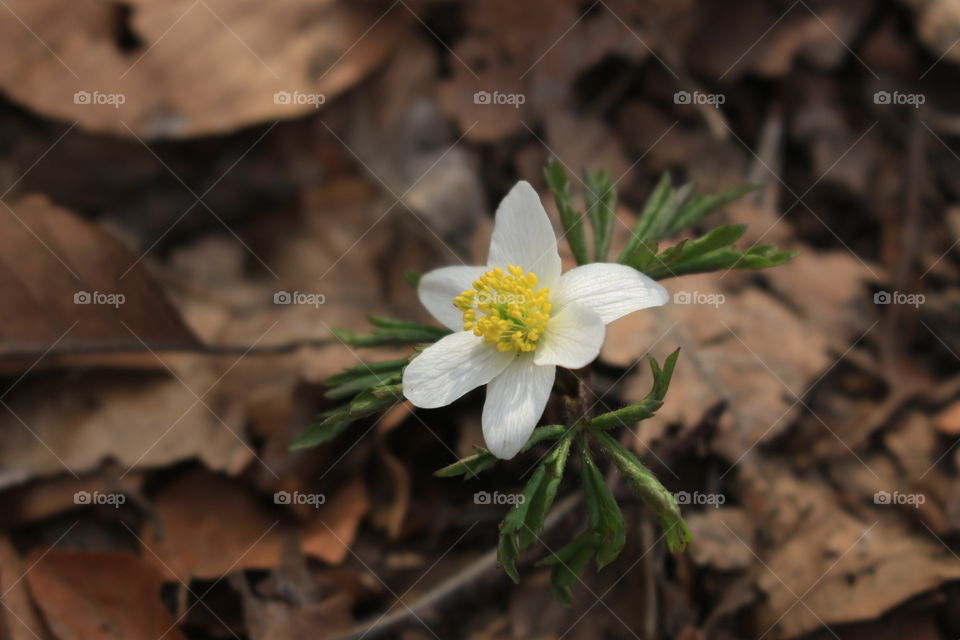 ◐  ✤  Anemone. White Flower with yellow Background 
◐  ✤  Beautiful Floral Photo to Enjoy Viewing