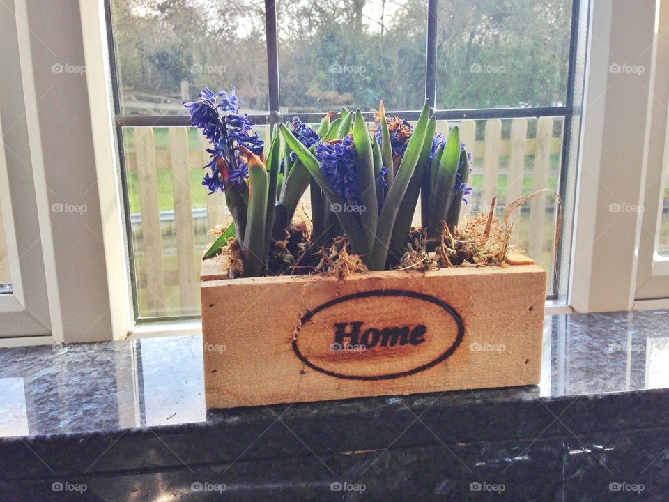 Spring Hyacinths 