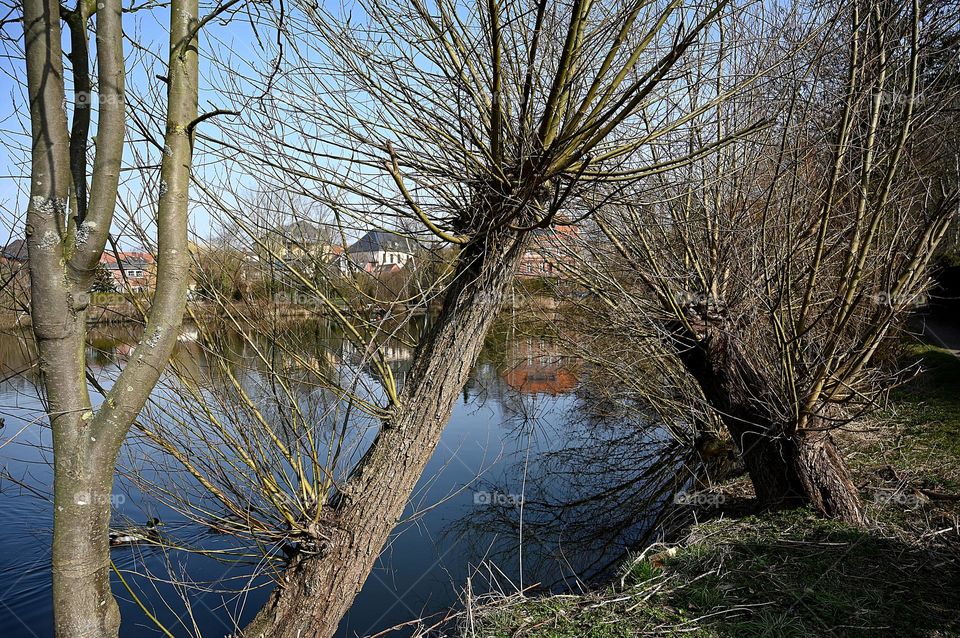 willow trees