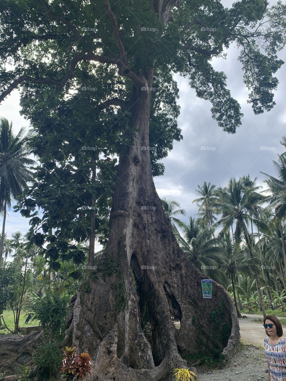 A tree have big roots laughs at storm