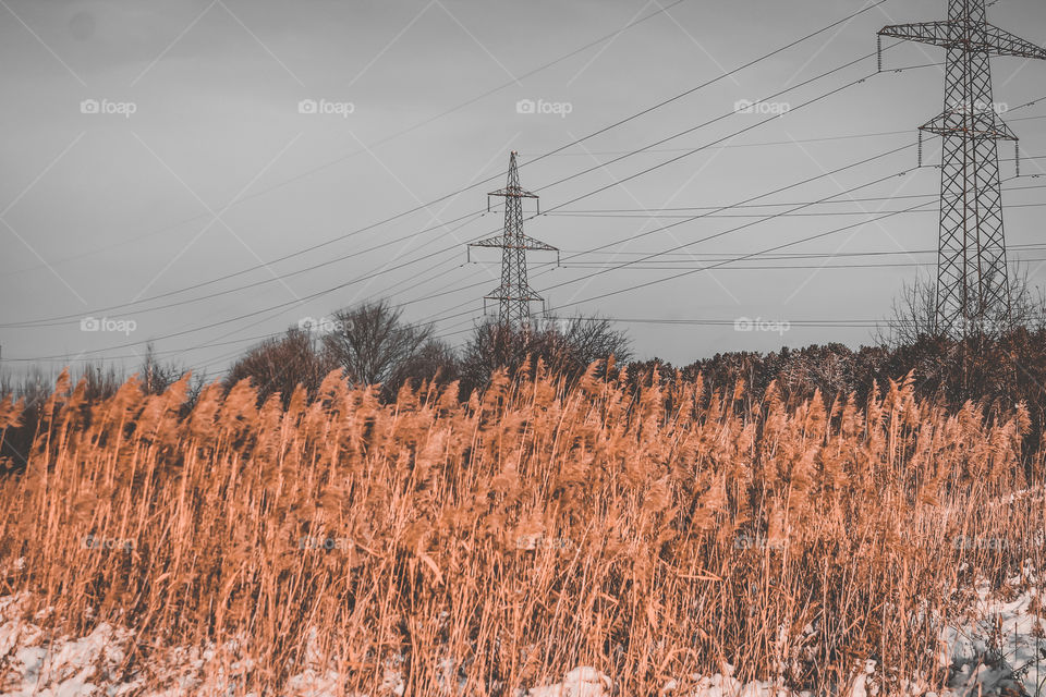 Field, power grid and grass