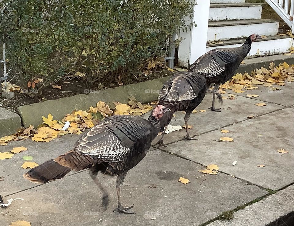It was time for these turkeys to head back home. I see them all the time in Boston but have no idea where they live.  curious...