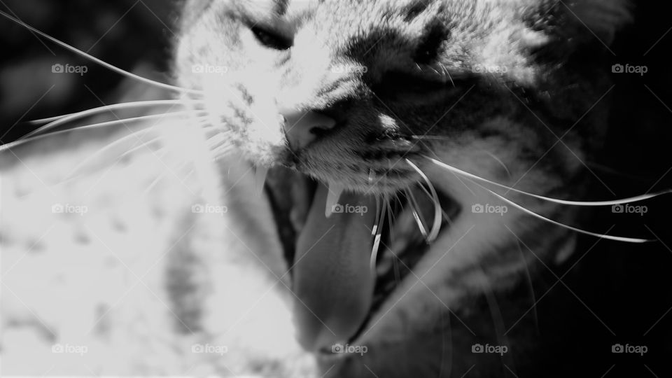 Black and white closeup of a yawning cat with long incisors teeth showing