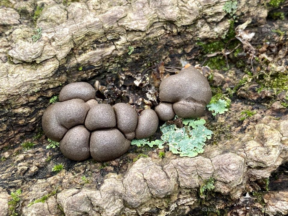 Mushrooms, lichen, and moss on a tree