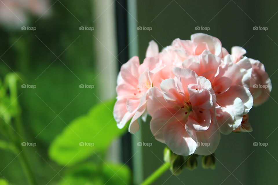 green background and flowers