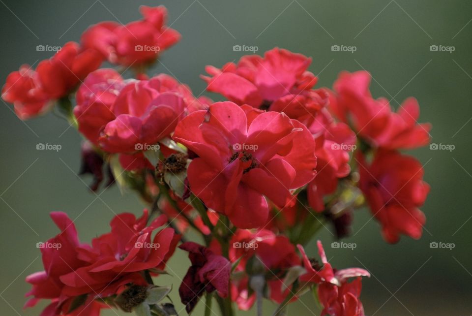 Red roses