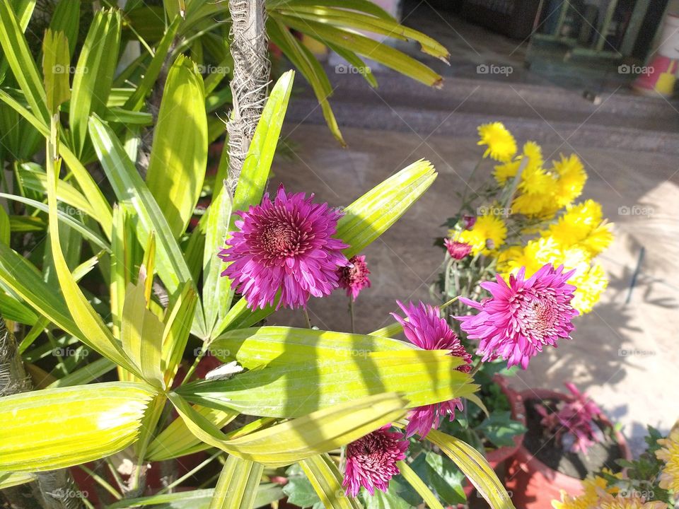 chrysanthemum flowers spreading beauty in a winter afternoon