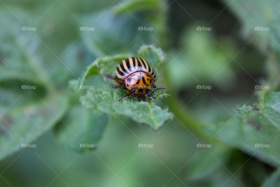 Insect, Nature, No Person, Leaf, Outdoors