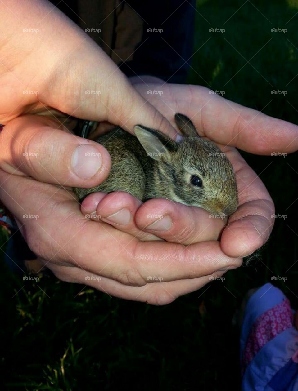 We found a baby bunny in the yard one spring time around Easter at my grandmothers house. We found mommy bunny, and gave the baby back. She rook it. Not sure what happened but we were glad to help.