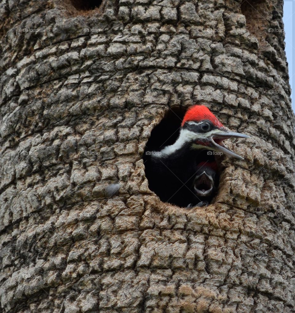 Pileated woodpecker babies 