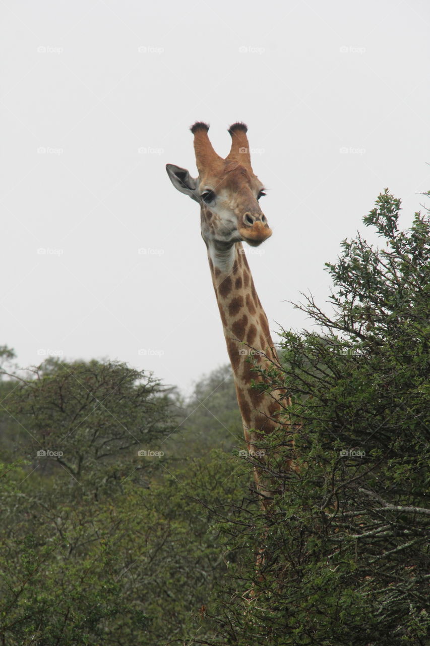 Surprised giraffe, Addo Game reserve, Eastern Cape, South Africa