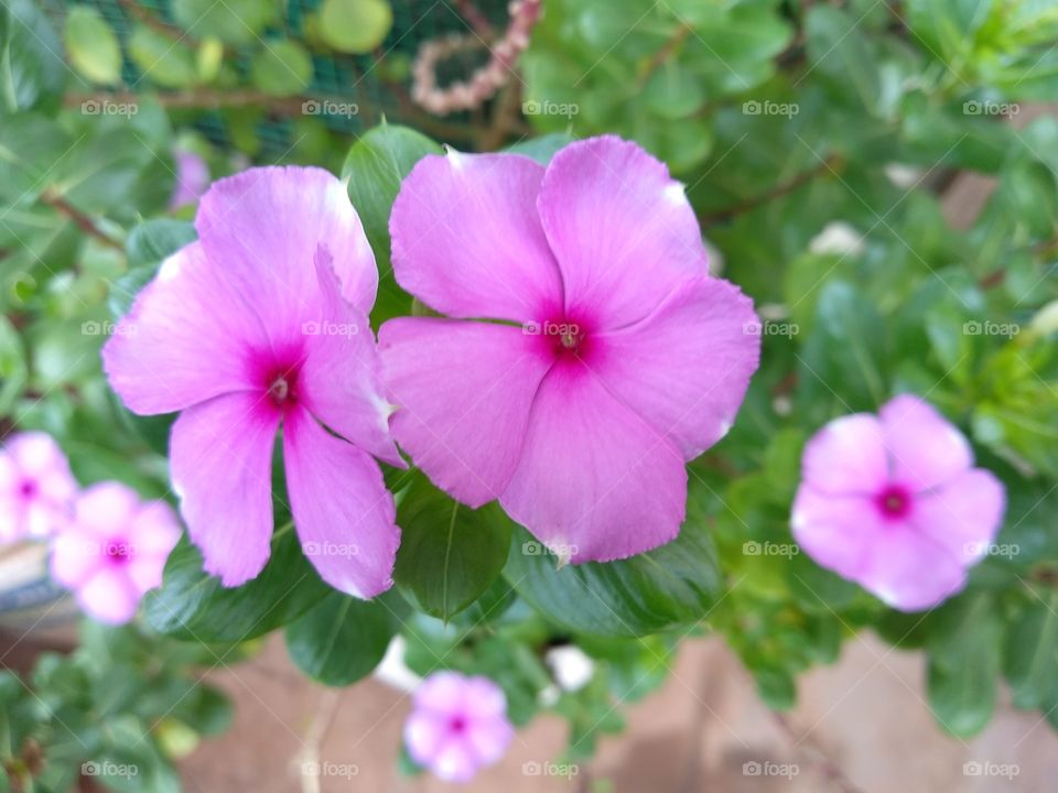 purple flower India