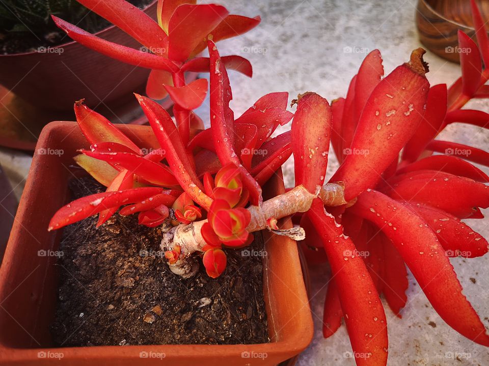 Red succulent