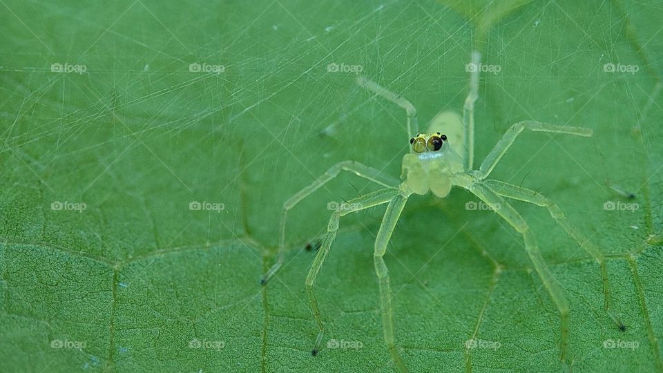Spider with Dual colour Eyes