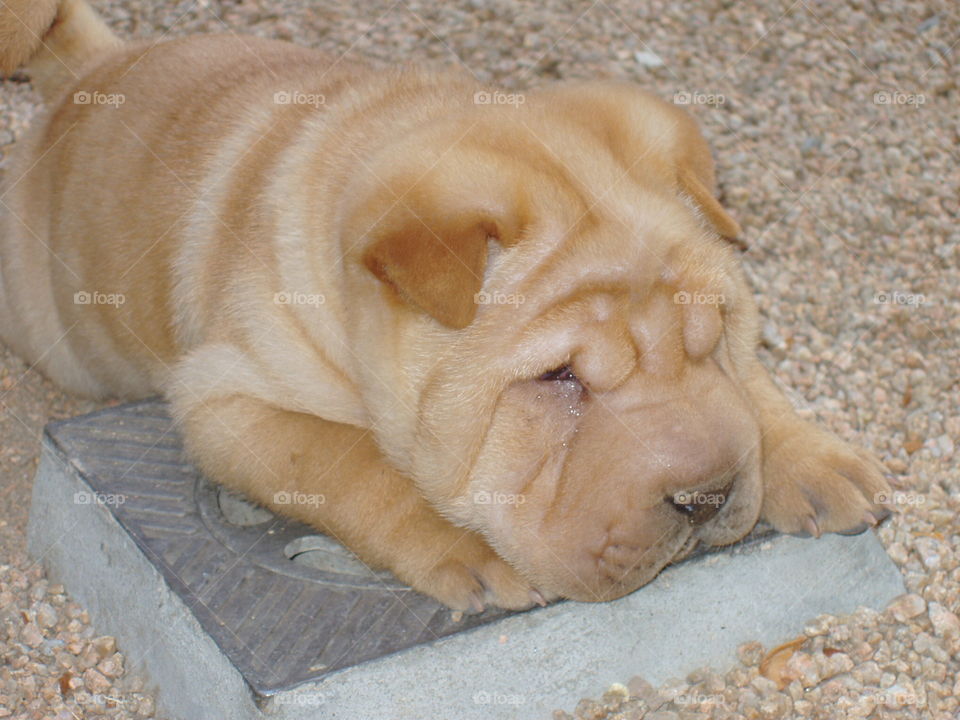 Sleeping puppy