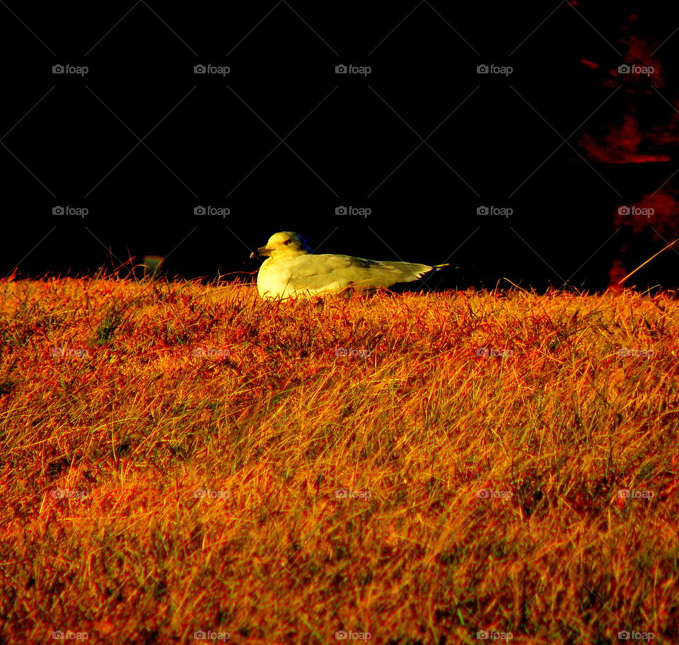 Winter Seagull. A resting seagull on the shores of the James River, Virginia