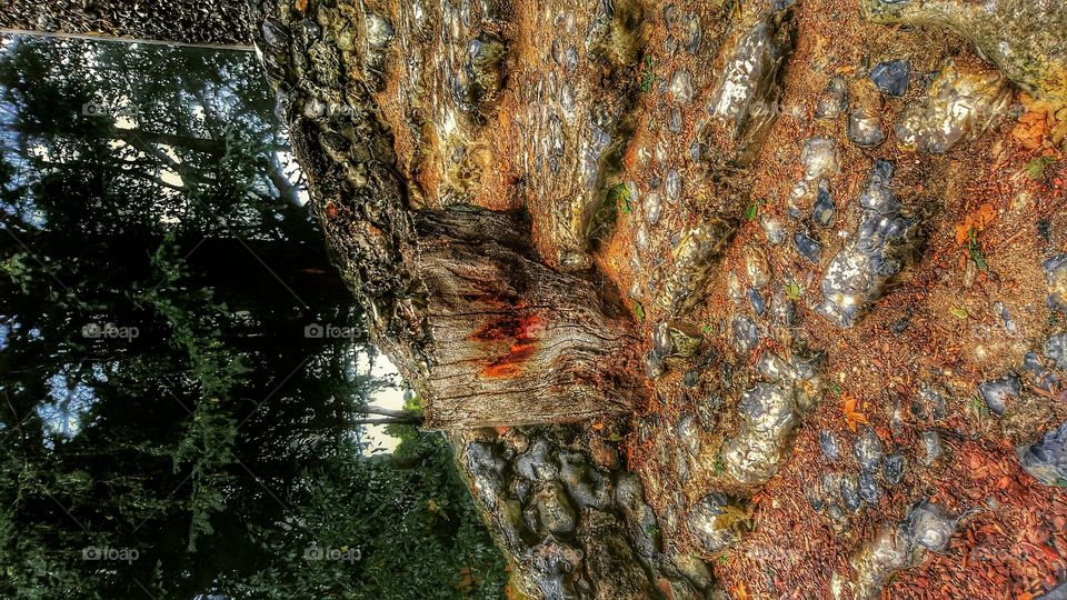 Tree trunk engulfed