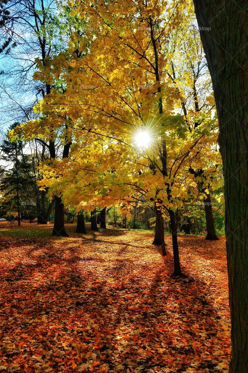 Fall Boucherville Québec 