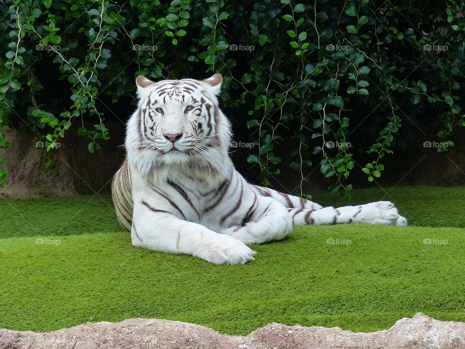 tiger white