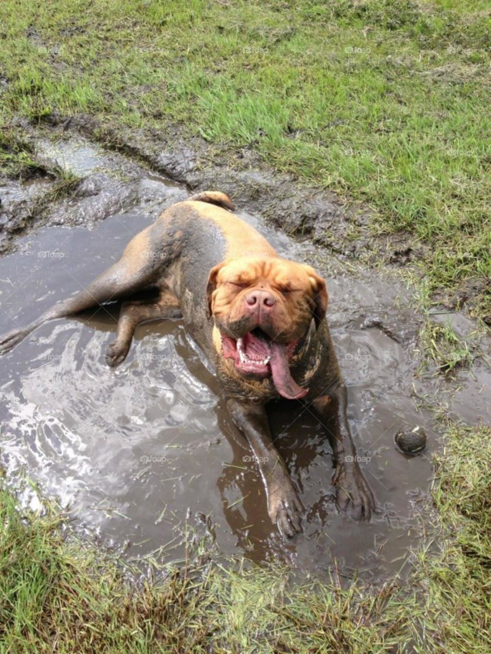 Muddy Dog