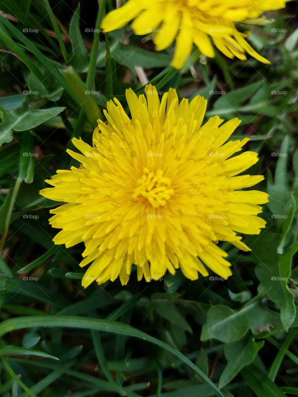 Close-up of a fresh dandelion flower