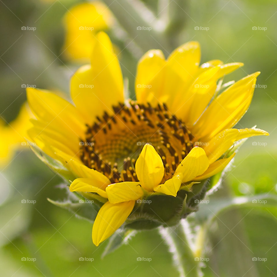 Sunflower Close-up