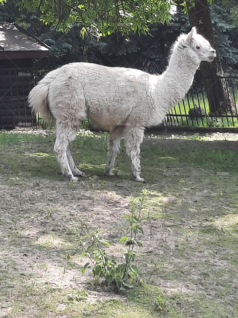 white llama in zoo