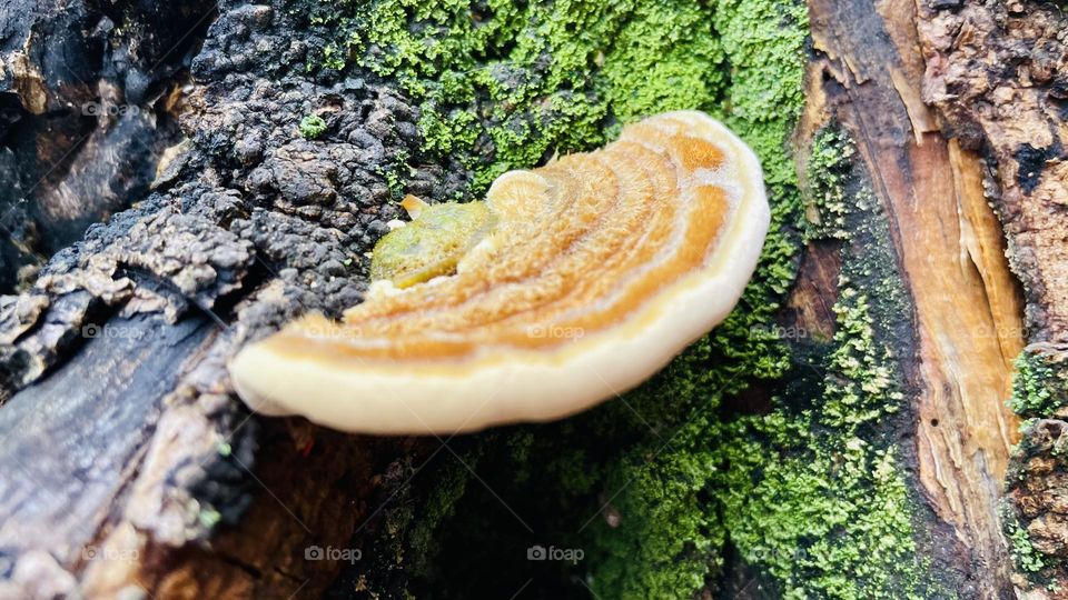 Fungus