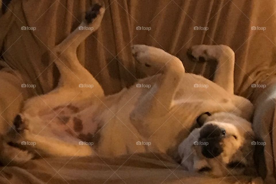 Silly Gracie enjoying her nap 