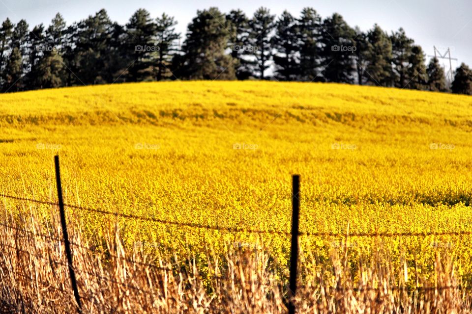 Canola Fields 