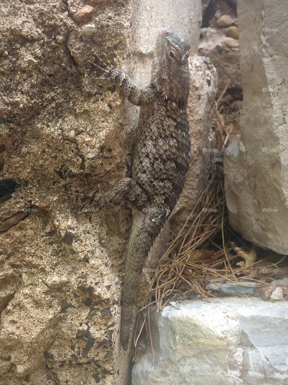 I also met this lizard friend in Jerome last year! Awesome little guy. I love lizards.