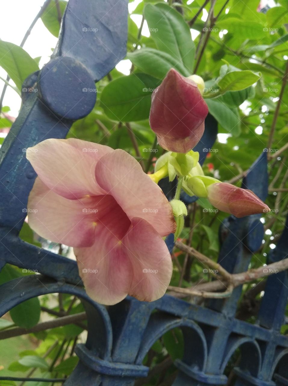 pink flower seasonal fresh shurb small size looks very beautiful generally found everywhere