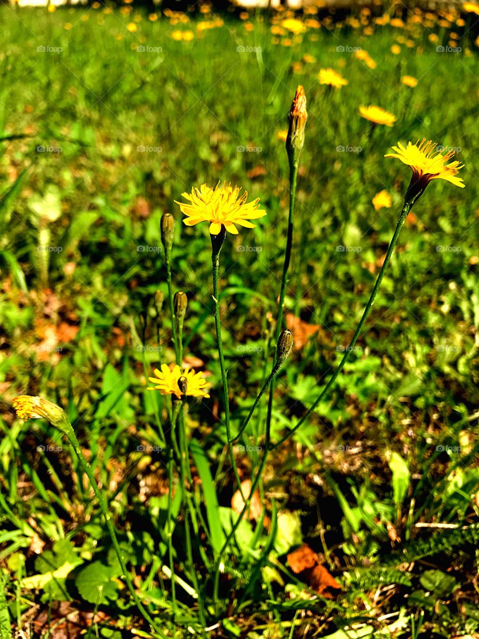 yellow flowers on a green lawn