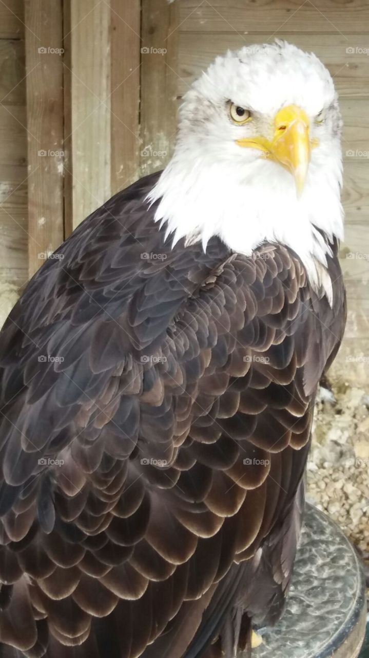 Eagle, animal
