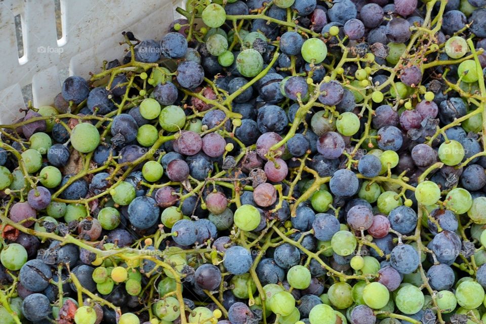 Different varieties of grapes