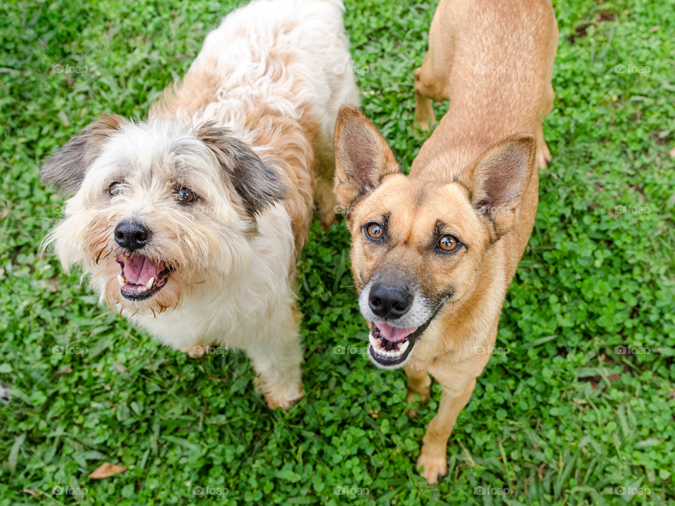 Dois cachorros na grama olhando para cima 