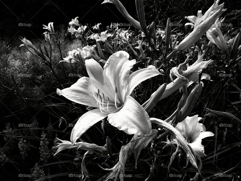 BW flower 