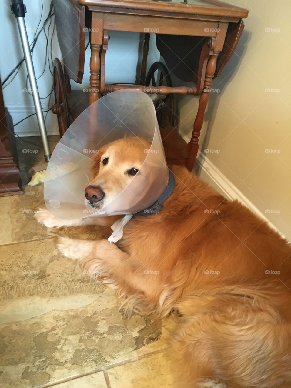 The cone of shame